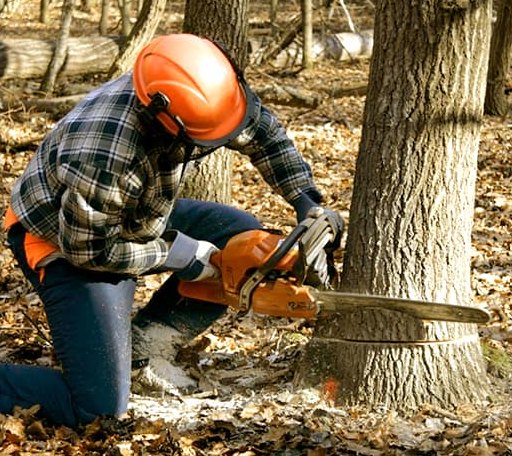 Tree Removal in Belview, MN